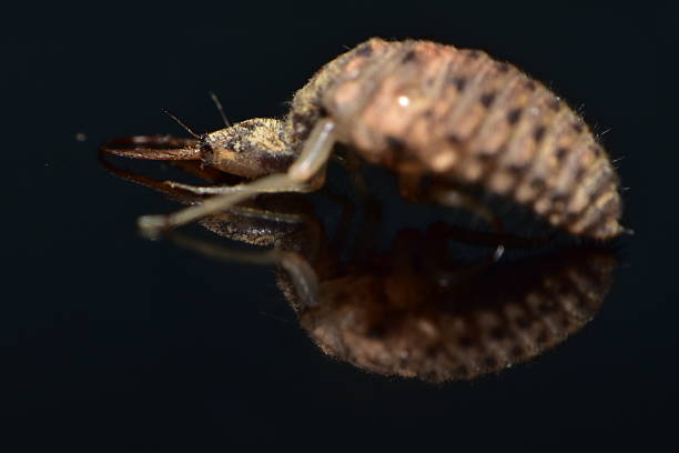 Common Sow Bug (oniscidea) on a grass stalk in Houston, TX. Crustacean arthropods that are very active at night and are harmless to humans.