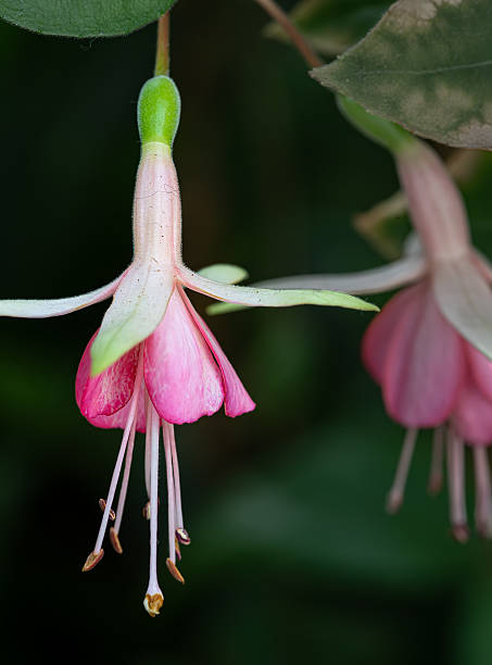 istock Fuchsia flower in  Singapore 2248677169