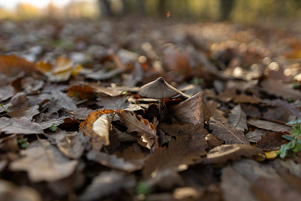 Close-up photograph of a small mushroom growing among layers of fallen autumn leaves, capturing natural textures, earthy tones, and a serene woodland atmosphere. The image highlights the delicate details of forest life and the quiet beauty of seasonal change.