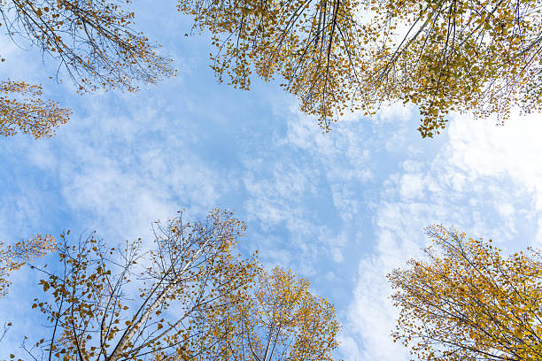This image shows a view looking up at a blue sky with some tree branches visible, featuring autumn leaves and a serene outdoor atmosphere