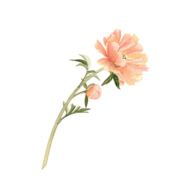 Delicate peony bud with stem in soft peach tones watercolor illustration. Hand-painted with high detail, perfect for wedding invitations, branding, packaging, fabric design cards. Coral charm color.