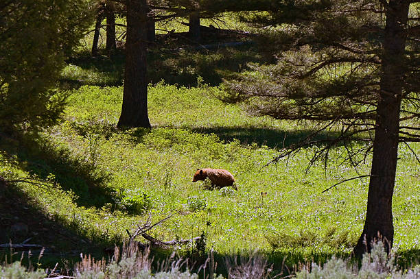 Grizzly bear in a meadow in Yellowstone National park. The head of its cub can be seen in the long grass to the right.