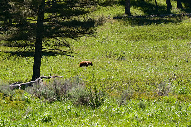 Grizzly bear in a meadow in Yellowstone National park.