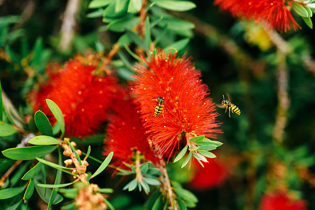 Vibrant red flowers with green leaves attract buzzing bees, showcasing the beauty of nature and the essential role of pollinators in the ecosystem and biodiversity