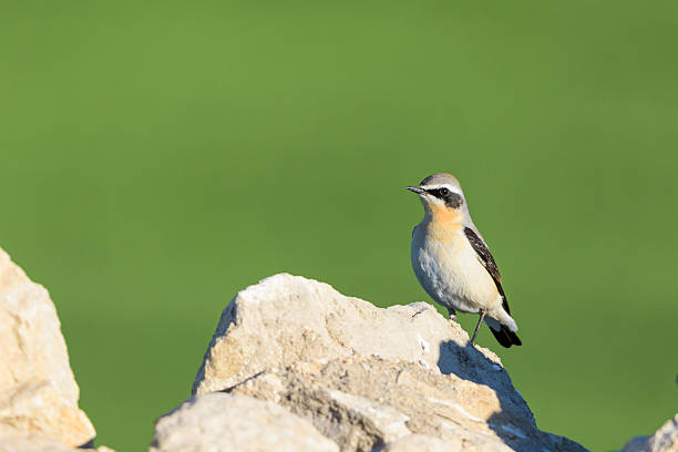 istock Wheatear Oenanthe oenanthe on Jagged Rock with Green Field 2248684635