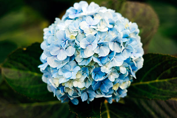 Blue hydrangea flower blooms with lush green leaves, showcasing vibrant petals and intricate textures, symbolizing beauty and tranquility in nature's garden