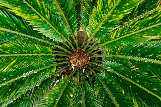 istock Lush green palm leaves radiate from a central point 2248684742