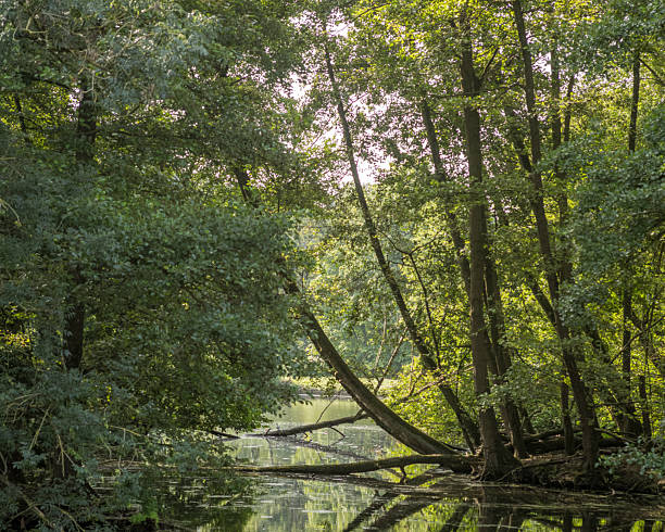 istock Lush green trees reflecting in calm river water 2248685095