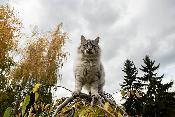istock Fluffy Gray Cat on Tree 2248685490