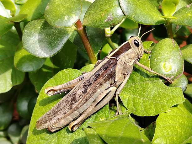 Close-up image of a grasshopper resting on a green leaf, highlighting its detailed features and natural texture. The macro shot captures the insect in its natural environment, perfect for themes related to nature, wildlife, entomology, and outdoor photogr