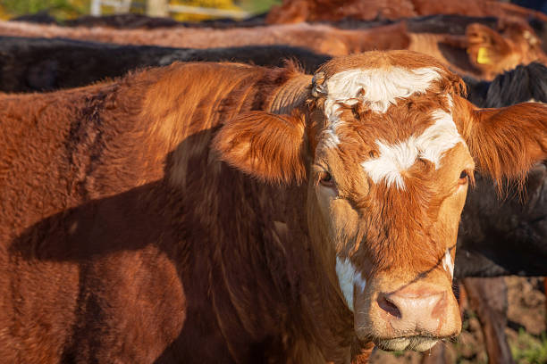 head of an Irish cow