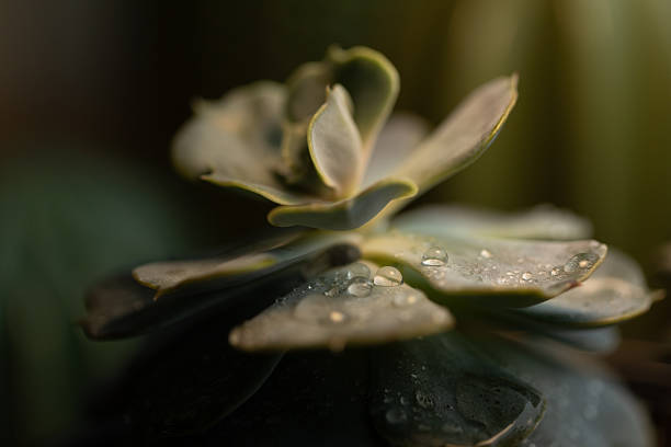 Macro photo of a beautiful succulent with fresh water droplets on its leaves. Soft, moody lighting and a shallow depth of field create a serene and natural background.