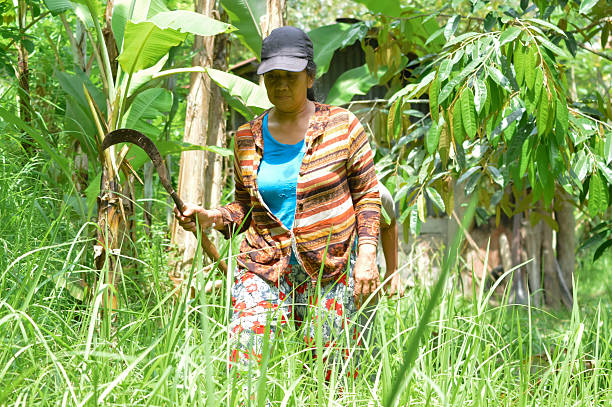 istock Woman with Sickle Walking Through Tall Grass in Agroforestry Field 2248689732