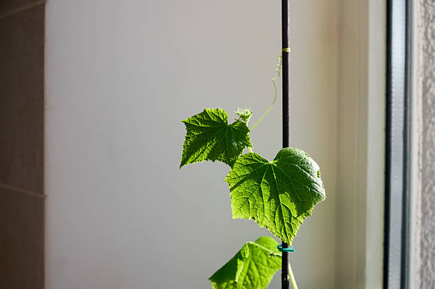 Seedling of cucumber in pot by the window, green leaves close-up.