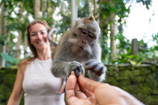 istock Woman holds a monkey taking food from another human hand 2248690739