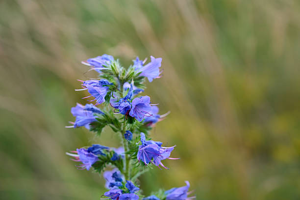 Cornflower alone in the field