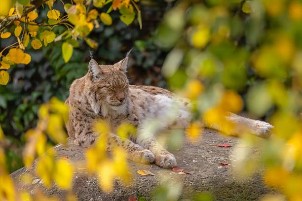 istock Eurasian lynx resting amid autumn foliage. 2248691969