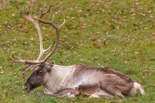A reindeer with large antlers rests on a grassy field in autumn, showcasing its majestic presence and natural habitat.