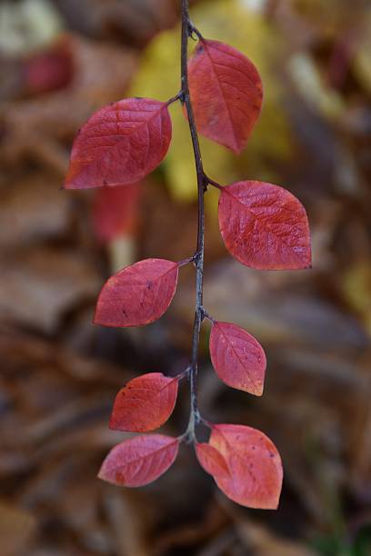istock Tiny Leaves In Autumn Colors 2248692650