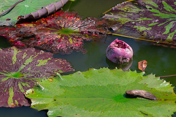 Lotus flower in a pretty little pond where this flower is cultivated in Bangkok, Thailand