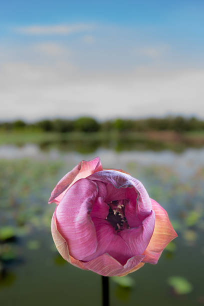 Lotus flower in a pretty little pond where this flower is cultivated in Bangkok, Thailand