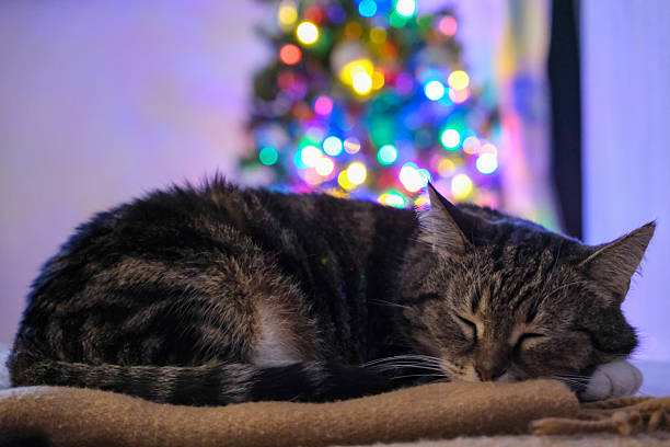 istock Cozy Christmas Cat with Holiday Decorations 2248693102