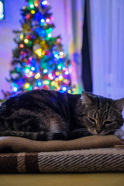 istock Cozy Christmas Cat with Holiday Decorations 2248693103