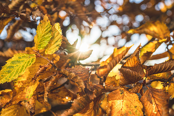 istock Backlit hazel leaves Corylus avellana shimmering in golden afternoon light.. 2248693189