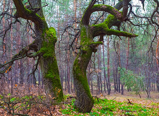 Ancient tree (Hornbeam or Carpinus betulus) in mystic forest