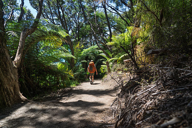 istock Hiker backpacking through native fern forest on Abel Tasman Coast Track, NZ 2248693686