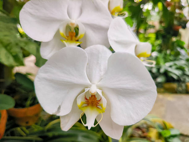 2 Milky Way Tree (Tabernaemontana litoralis a.k.a. Stemmadenia litoralis) flower with wonderful smell in Colombia.