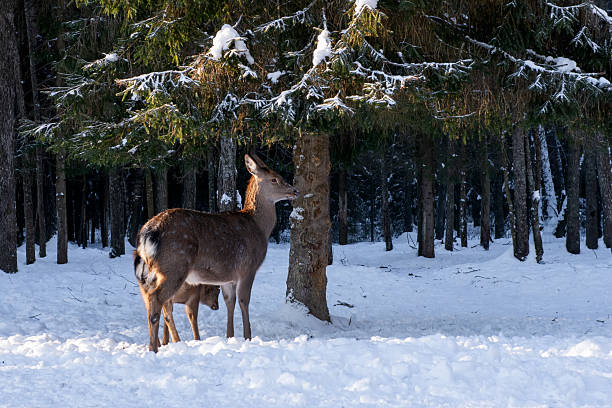 istock Female spotted deer on a frosty winter day 2248697288