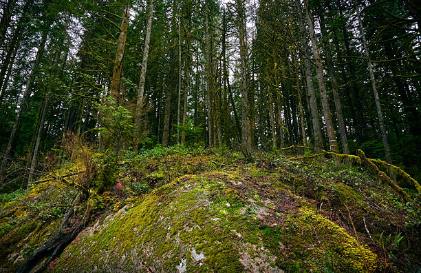 Scenic Pacific temperate rainforest, rich in moss, sword ferns, cedar trees, and fir trees. Vancouver, British Columbia, Canada