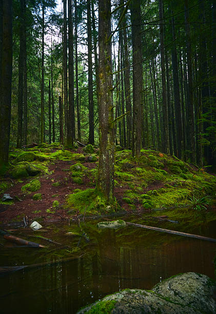 Scenic Pacific temperate rainforest, rich in moss, sword ferns, cedar trees, and fir trees. Vancouver, British Columbia, Canada