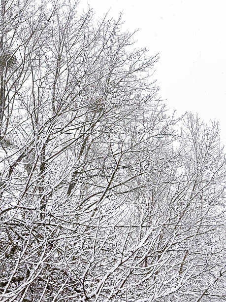 Minimal winter background with a snow-covered tree and soft white fog, creating a calm seasonal landscape perfect for design, holiday themes and natural winter atmosphere.