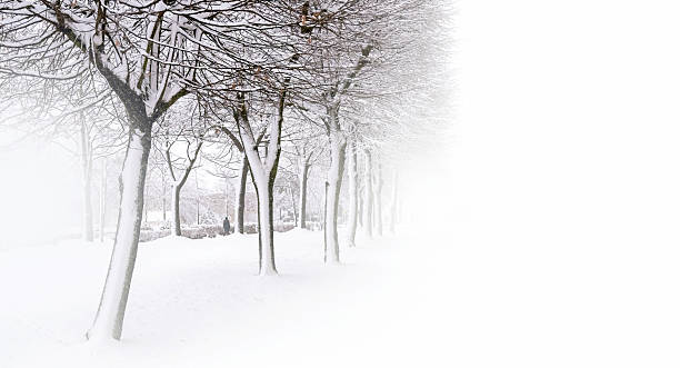 Minimal winter background with a snow-covered tree and soft white fog, creating a calm seasonal landscape perfect for design, holiday themes and natural winter atmosphere.