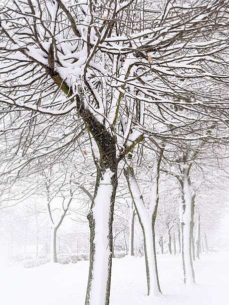 Minimal winter background with a snow-covered tree and soft white fog, creating a calm seasonal landscape perfect for design, holiday themes and natural winter atmosphere.