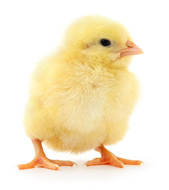 istock Yellow broiler chick isolated on white close-up 2248700046