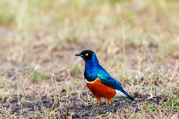 istock Superb starling on the African savannah 2248700467