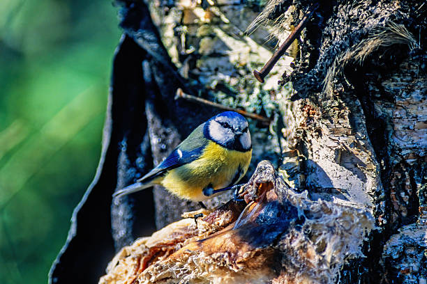 istock Cute Blue tit sitting on a tree in the sunshine and looking 2248700689