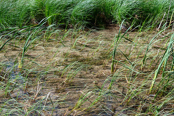Green reeds and grasses stand on the shore of a lake