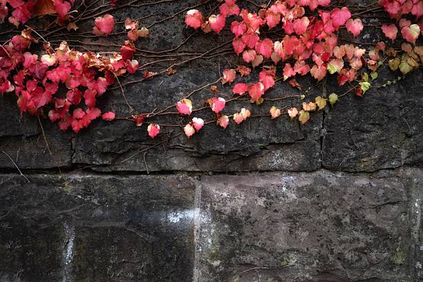 Red leaves of wild grapes on a stone wall. Autumn background.