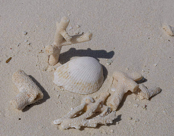 istock Composition of seashell and corals on white sand beach, Maldives 2248701943