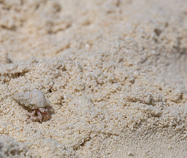 Hermit crab using beach trash as a home due to lack of shells and too much garbage