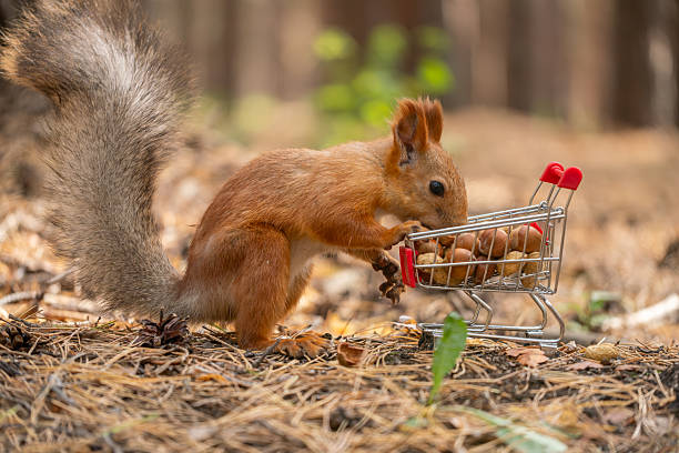 istock Squirrel in autumn forest with basket hazelnuts. 2248704447