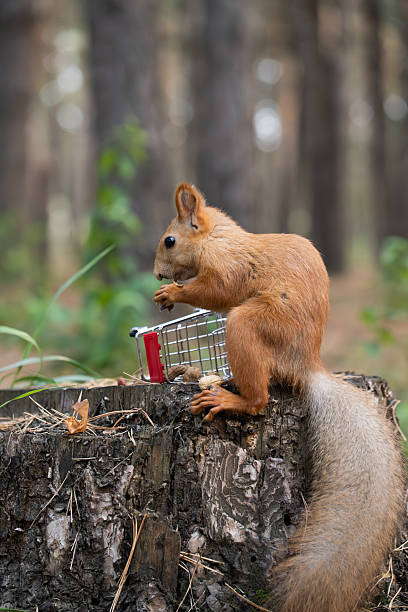 istock Squirrel with shopping cart on tree stump in forest. Side view. 2248704477