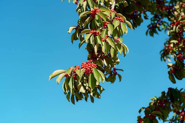 North American holly berries