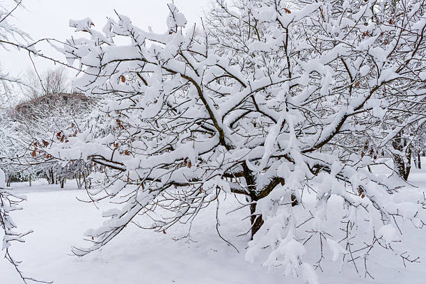 istock Snow-laden tree forming intricate shapes in a winter landscape 2248705433