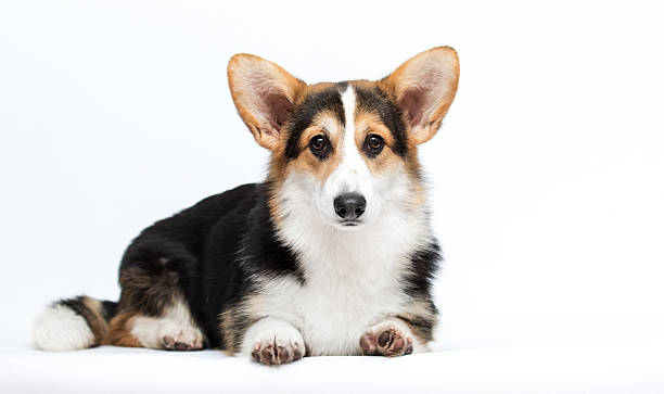 istock Tricolor Welsh Corgi Pembroke Dog Lying Down on White Background, Looking at Camera. 2248706411