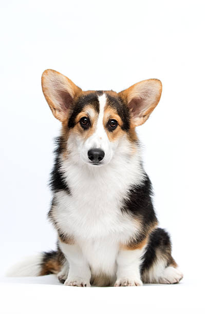 istock Welsh Corgi Pembroke Dog Sitting on White Background, Looking at Camera. 2248706418
